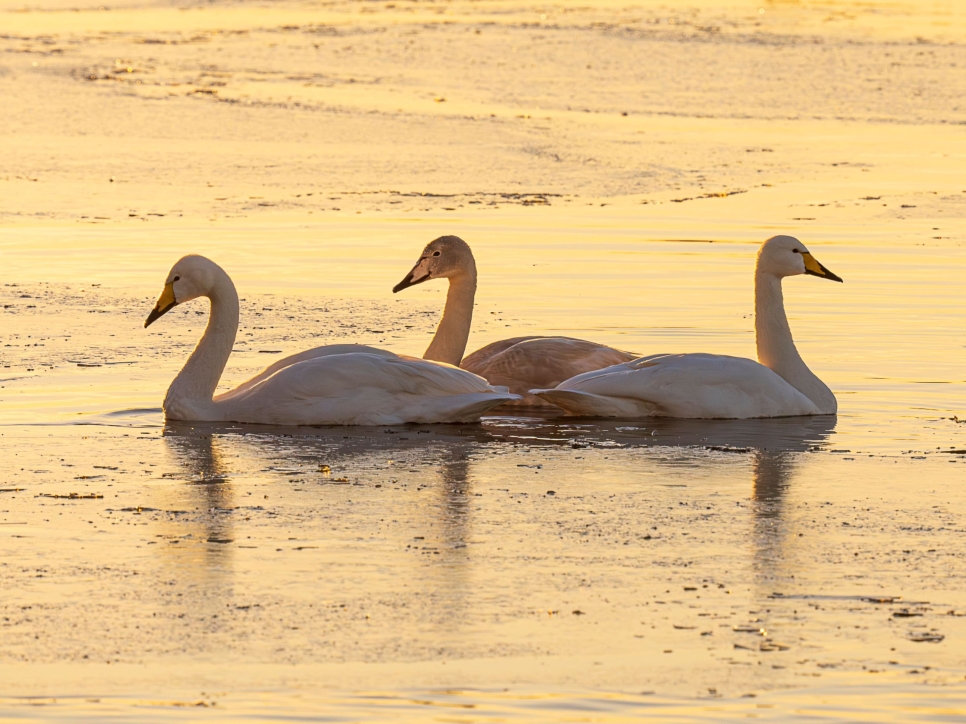 Three whooper swans floating on icy water by Simon Stirrup